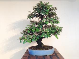 Elaeagnus pungens