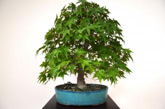 Acer palmatum